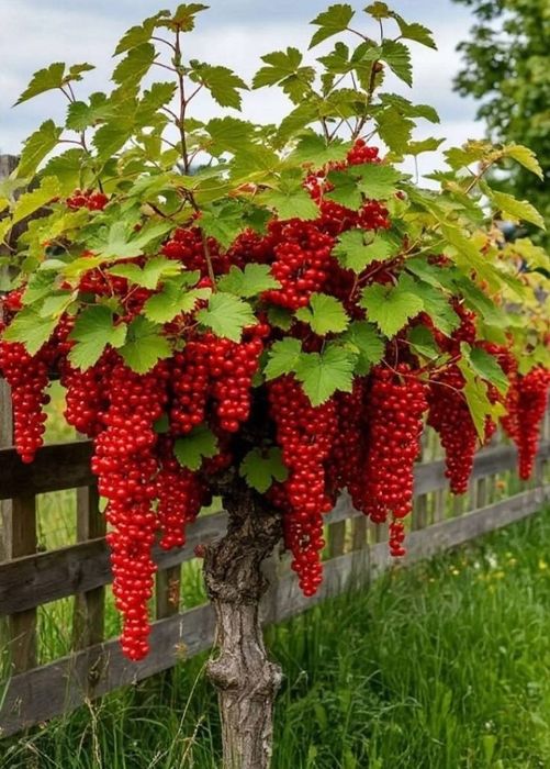 Butasi de catina, zmeura, mur, Cires Galben/pomi si arbusti fructiferi