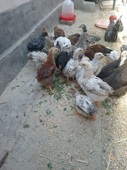 Vănd pui țărănești.