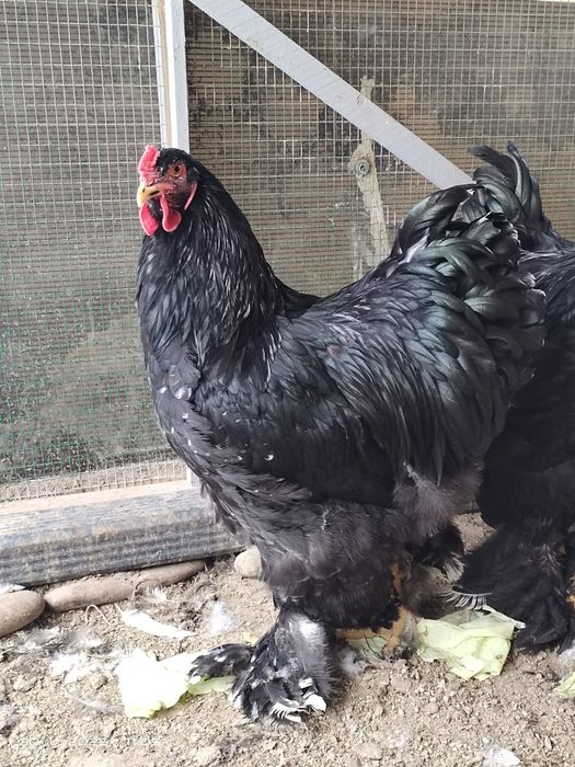 Брама молодые петухи