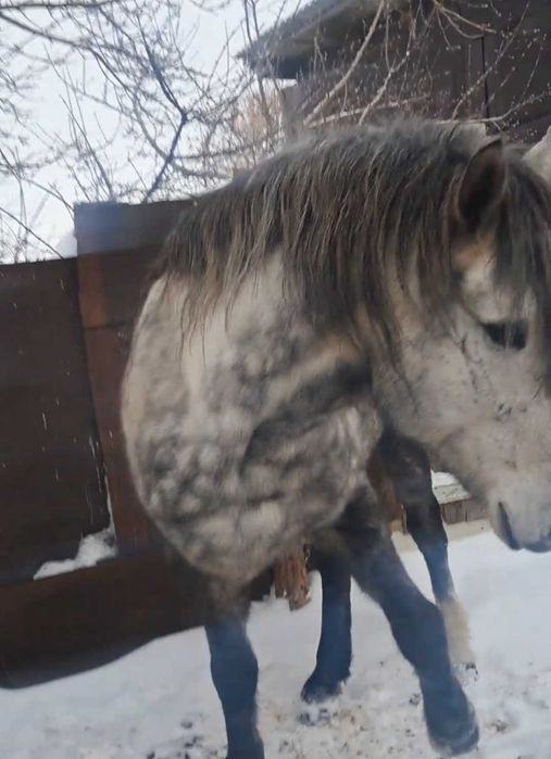 Продам жеребца 9 лет