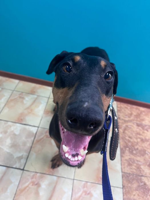 Продам собаку доберман