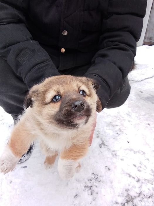 Отдам в добрые руки