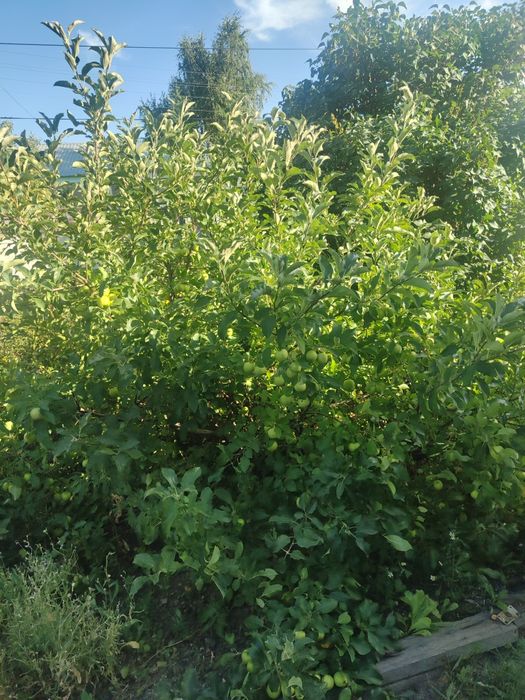 Продам дом в Гагаринское