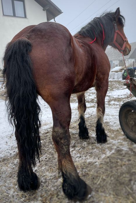 Manza de 3 ani de vânzare!!!