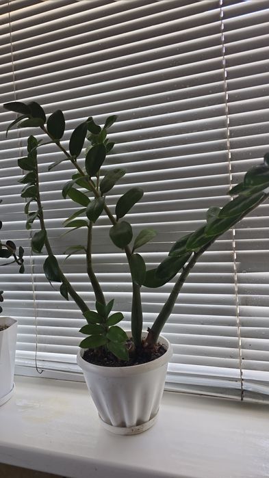 Комнатные цветы с горшком