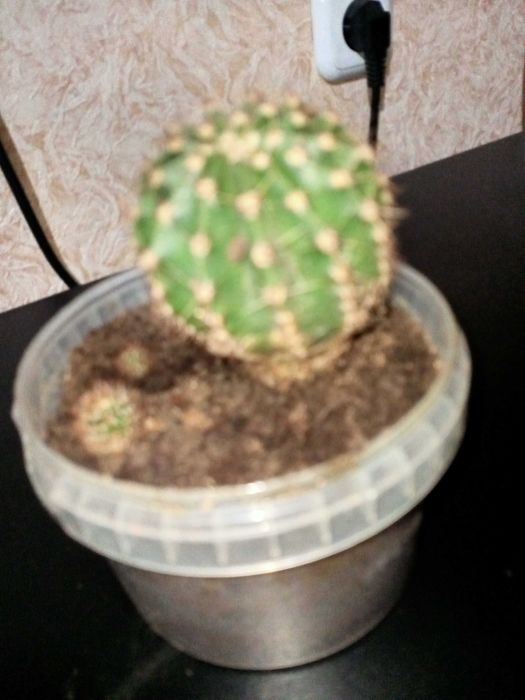 Продам кактусы, алоэ