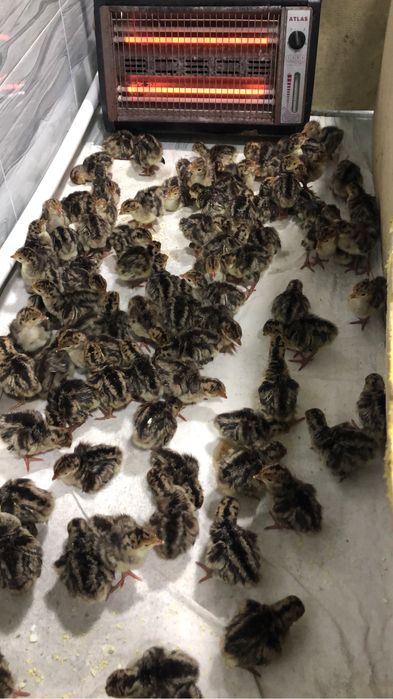 Индюк Бронза 708