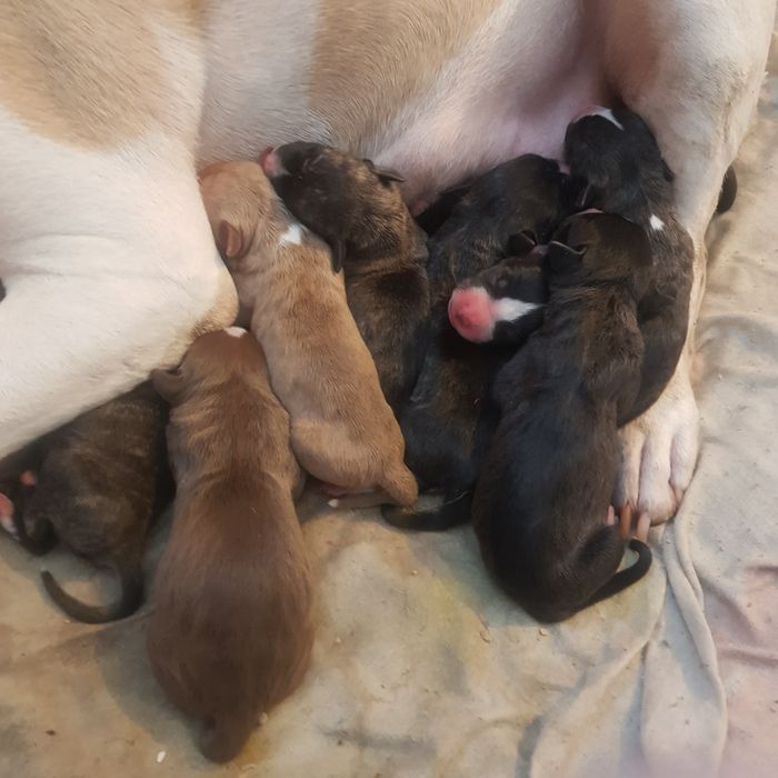 Продажа щенков пит-булей