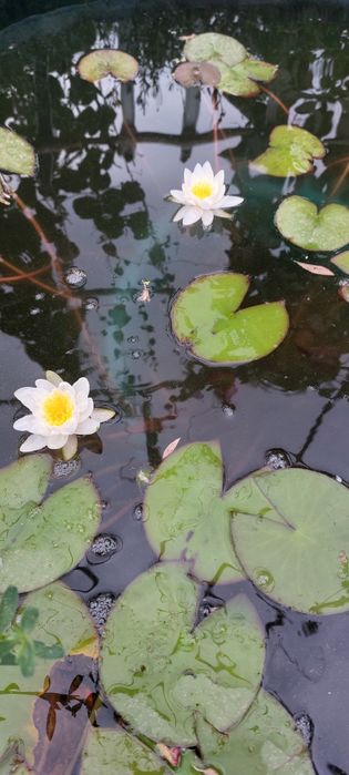 Кувшинка прудовая "Нимфея"