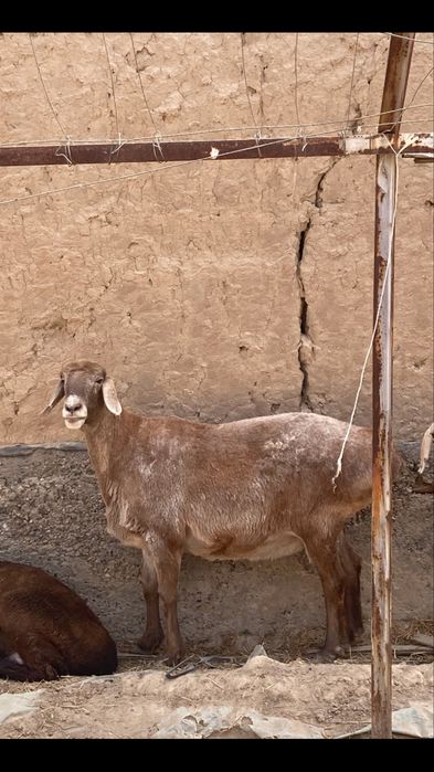 Zot uchun edilbay va arashan