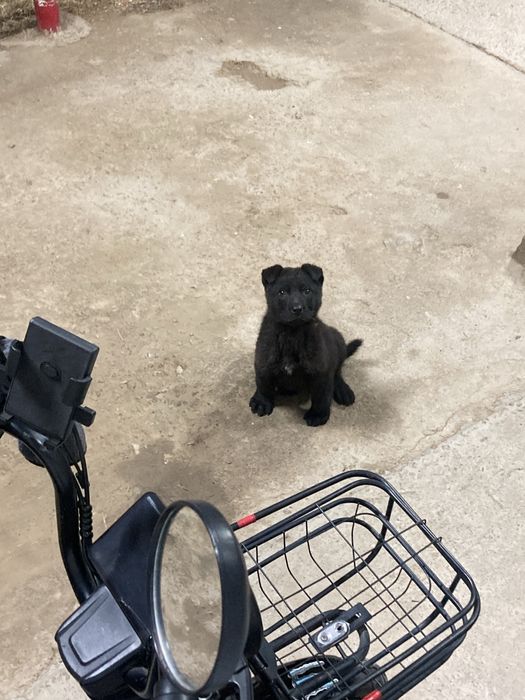 Еркек күшік  шымкент қаласы