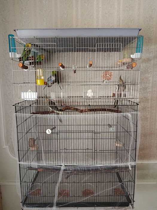 Пара карелл с клеткой