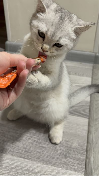 Котенок Скоттиш Страйт ( Шиншила)