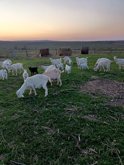 IEZI  și cirlani de vînzare ,capre cu lapte