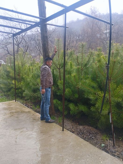 Газон бор оптим дастафка бор