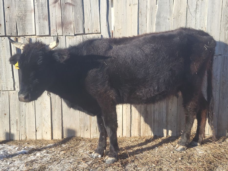 Сүтті сиыр сатылады