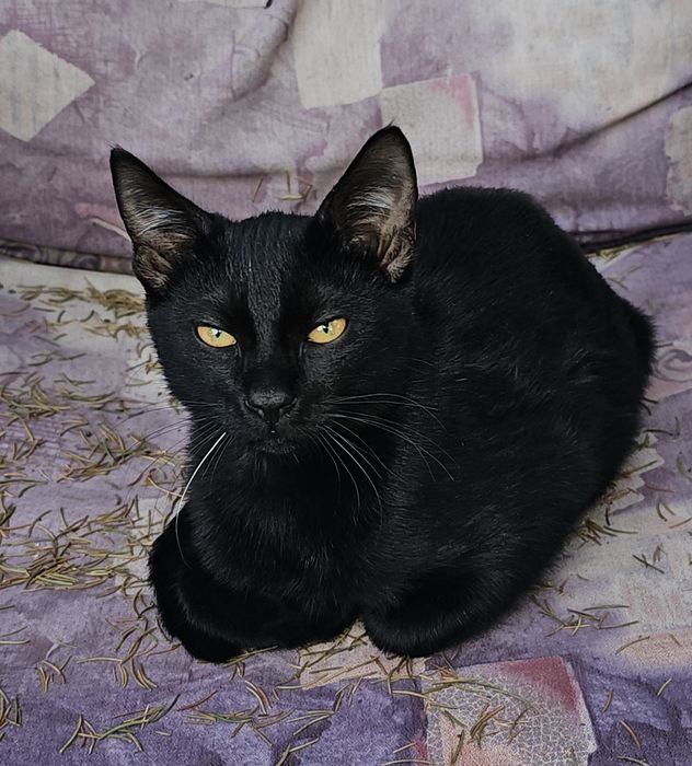 Подаряваме бебе котенца СПЕШНО