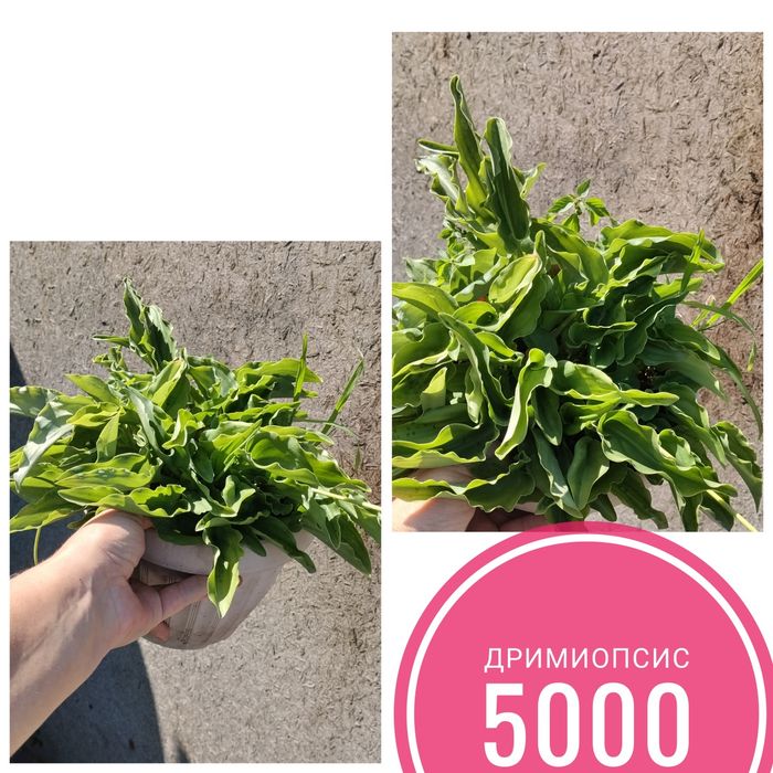 Цветы  комнатные