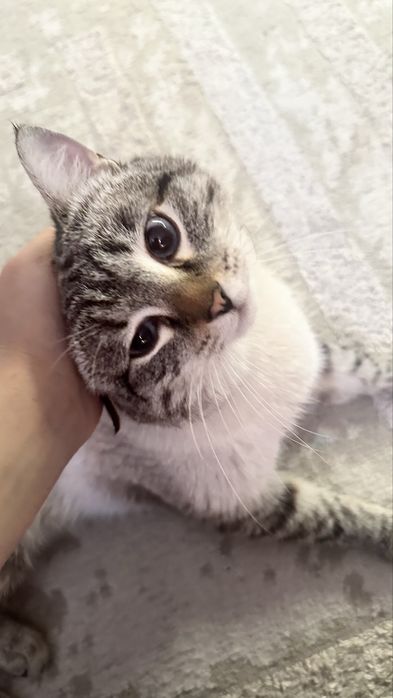 Кот приучен к лотку