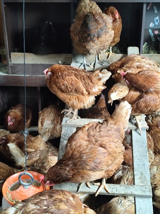 Vând găini outoare 40 buc de la 10 în sus 35 bucc