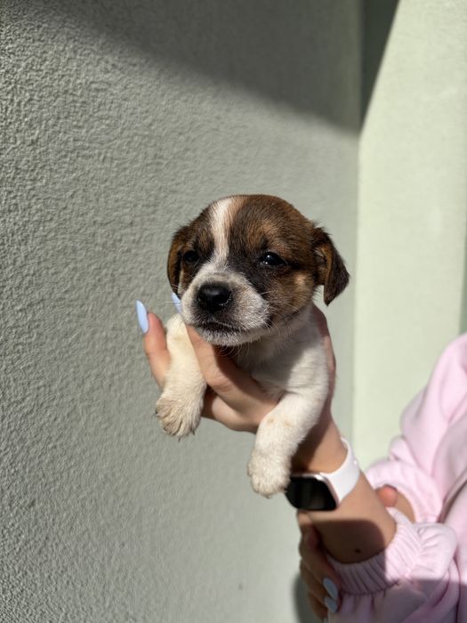 Джак ръсел териер