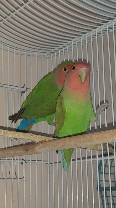 Попугаи неразлучники