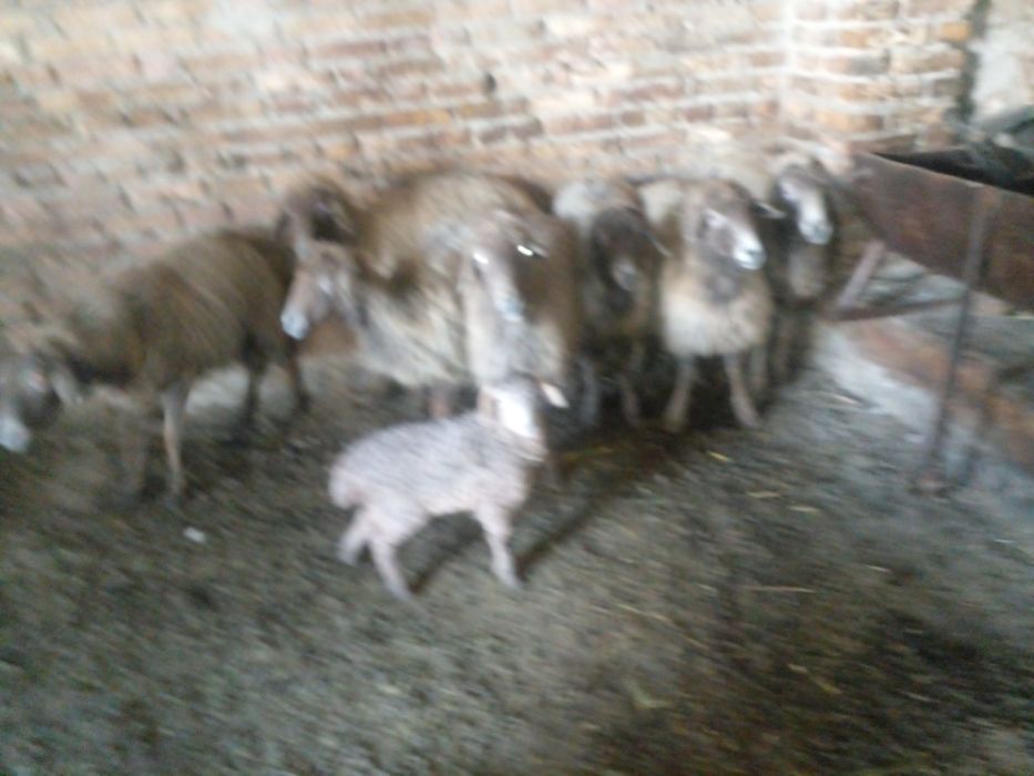 Араби куйлар сотилади