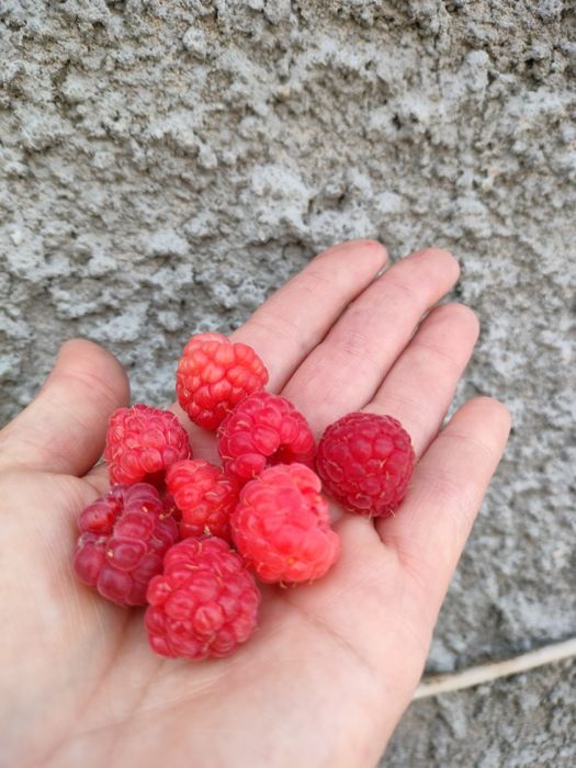 Продам малину XXL