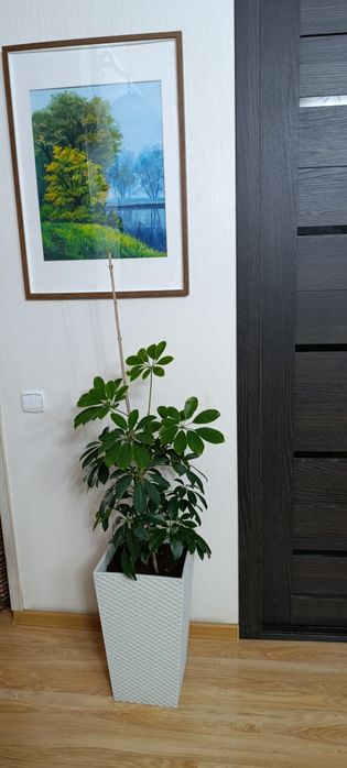 Продается шеффлера в кашпо