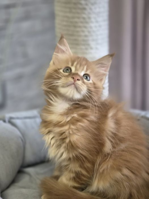 Котенок чистопородный Мейн-кун
