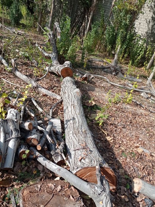 Otin tosinla hammasi 5mln tayyor kesilgan