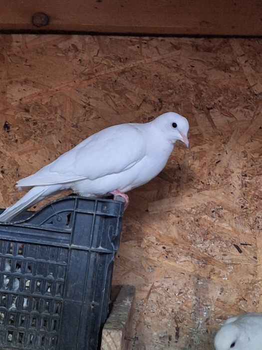 Turturelelor rozătoare albe tineret