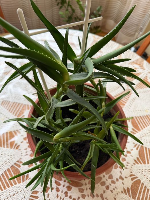 Продавам алое вера