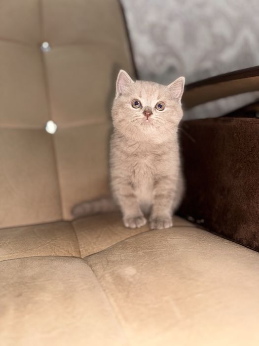 Продается скоттиш страйт девочка