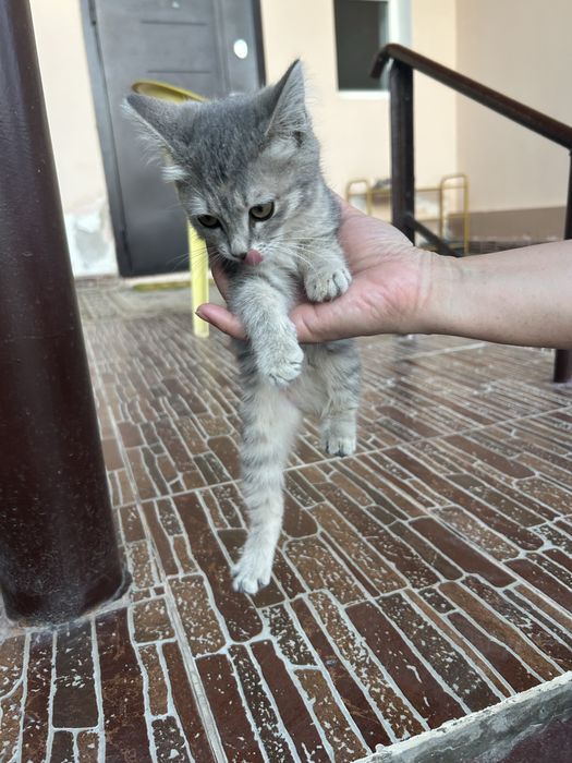 Маленький котенок