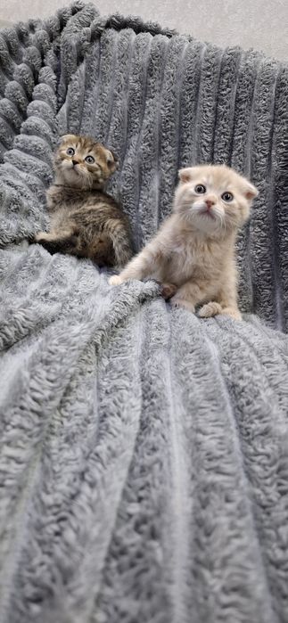 Шотландские короткошерстные котята