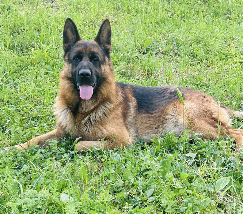 Femeluta ciobanesc german