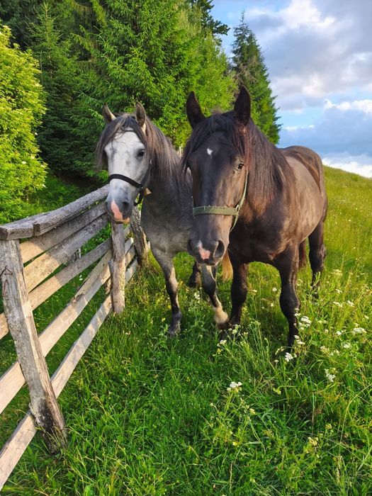 De vânzare mânz de 3 ani sau ofer spre montă!