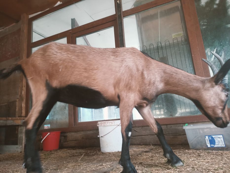 Ешкі сатылады, сутті ешкінің шыбыштары.