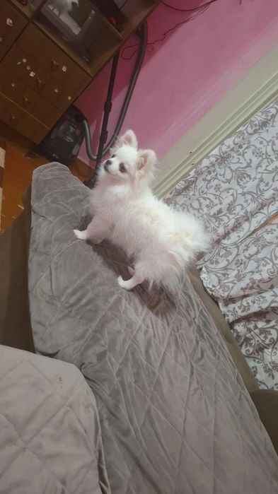 Шпиц миник продаётся