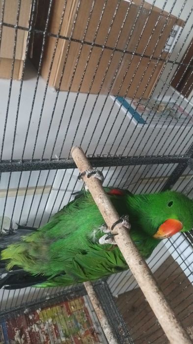 Pereche eclectus