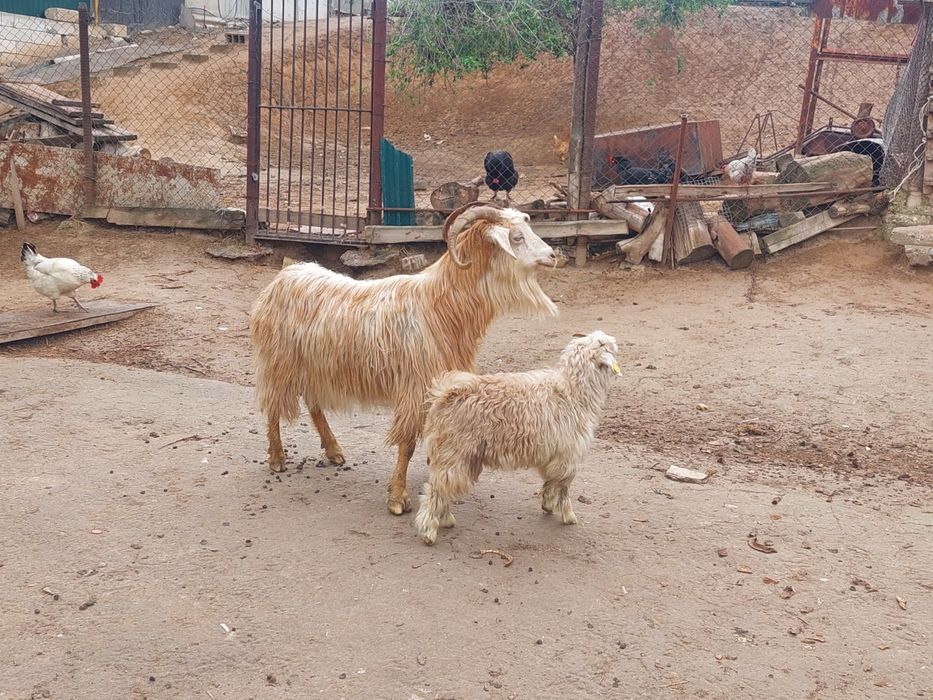 Жас ірі денелі лақты ешкі сатылады