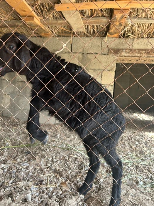 Гисар қозы сатылады срочно!!!