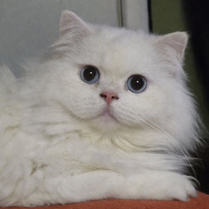 British longhair cu pedigree