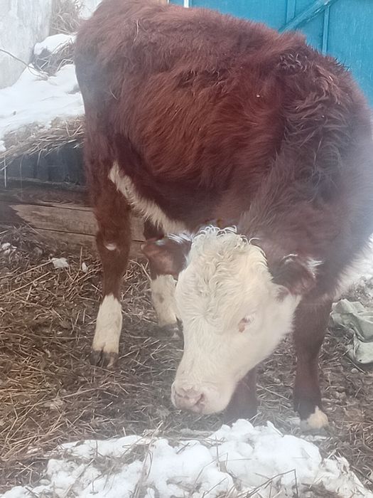 Продам телочку  11 мес .