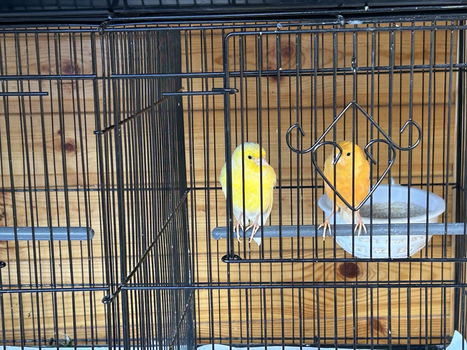 Канарейки молодые