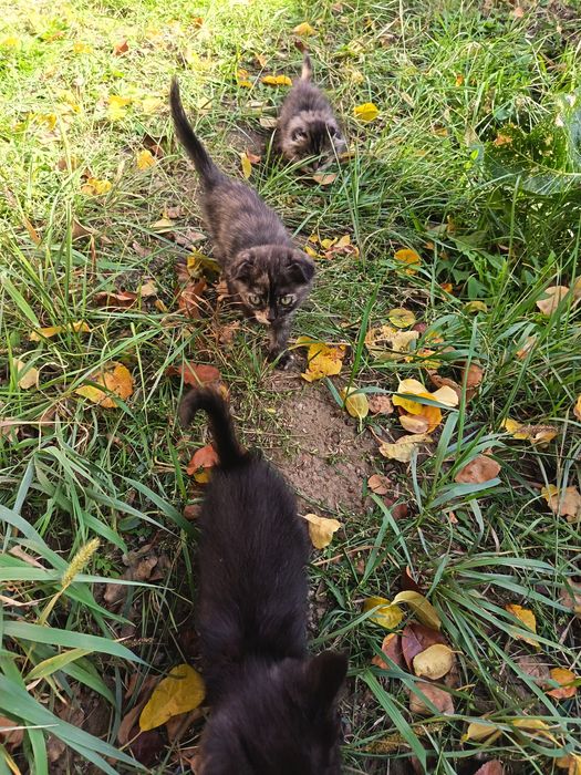 Отдам     котят.