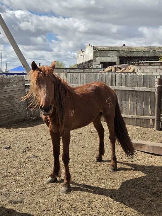 Жеребец 2023 г.р.