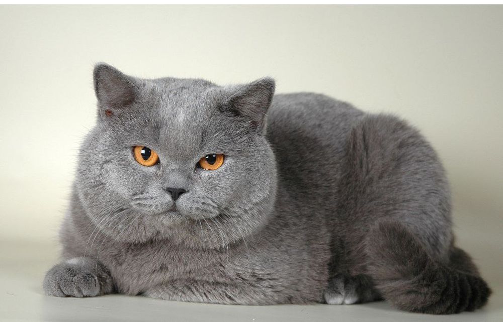 Вязкага угил мушук бор.Соглом, жудаям чиройли