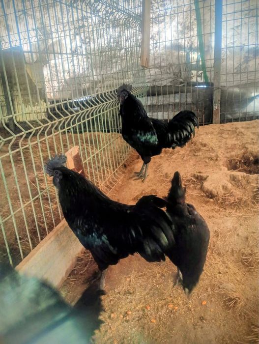 Oua pentru incubat Ayam gemani